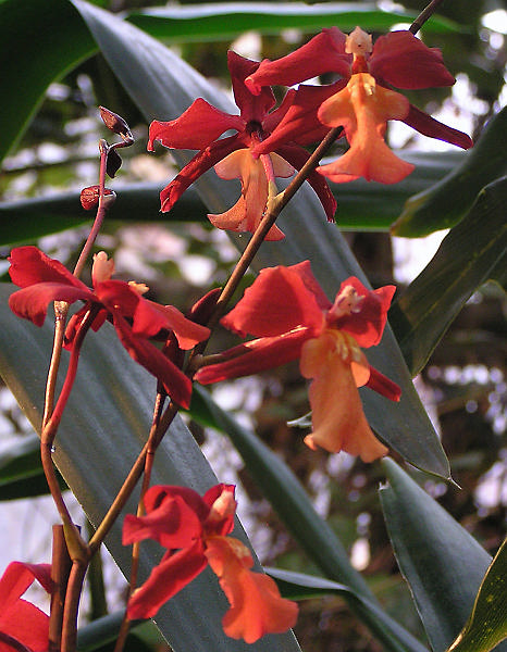 Orchidea.24.JPG - OLYMPUS DIGITAL CAMERA